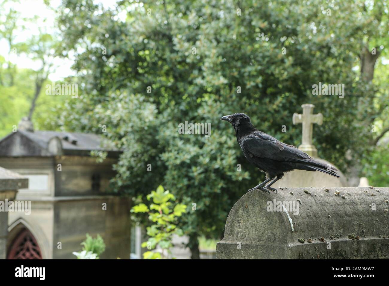 Une photo d'un corbeau dépressifs debout sur la tombe sur un cimetière. Banque D'Images Une photo d'un corbeau dépressifs debout sur la tombe sur un cimetière. Banque D'Images