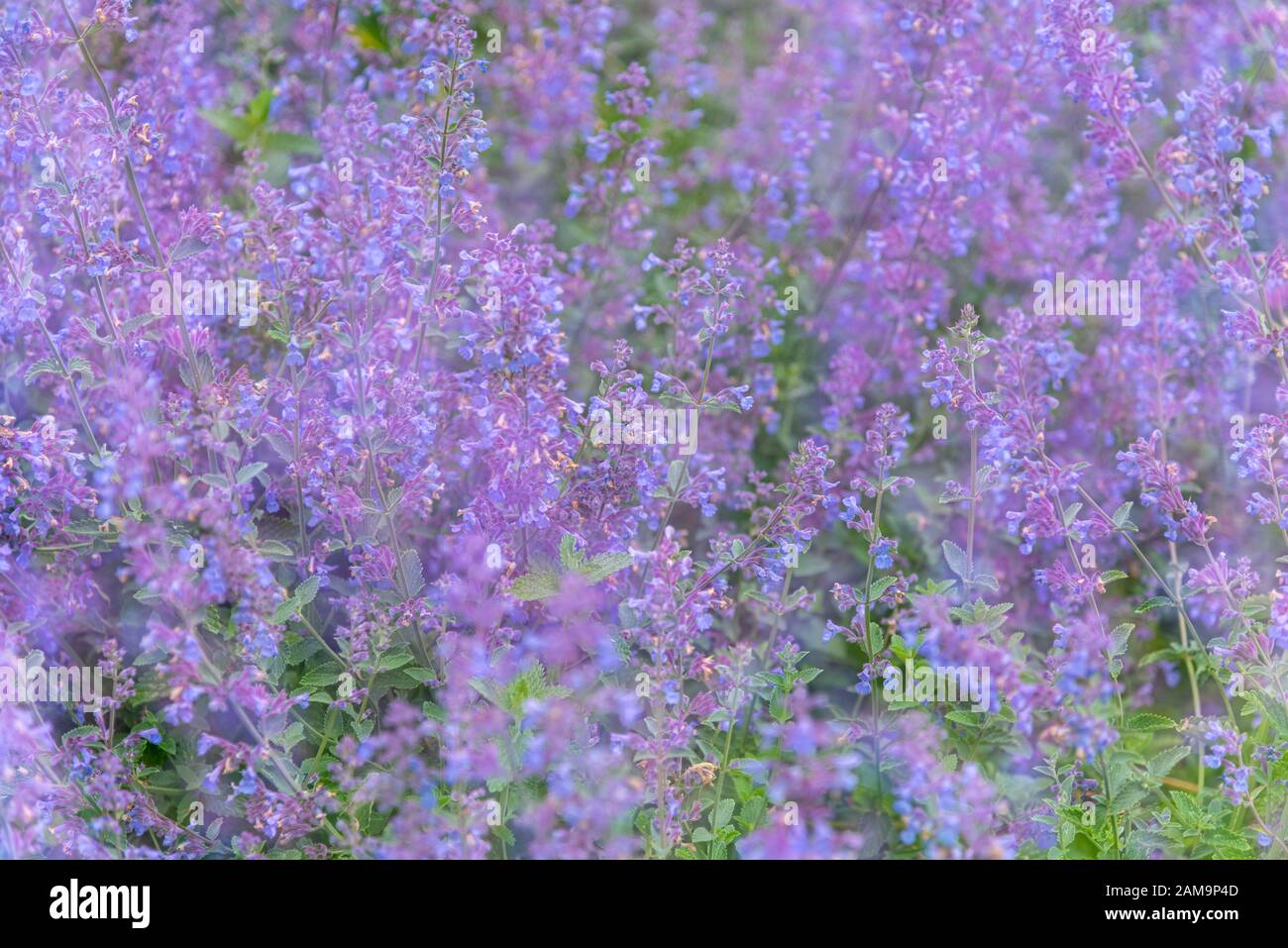 Nepeta cataria, catnip, catswort, catwort, menthe, fleur, plante Banque D'Images