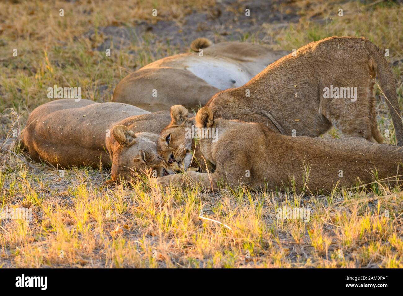 Jeunes lions (environ 6 mois) et mère, Panthera leo, Réserve privée de Khwai, Delta d'Okavango, Botswana Banque D'Images