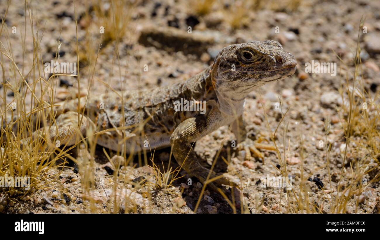 Fringe Mojave-toed lézard dans le désert de Mojave, USA Banque D'Images