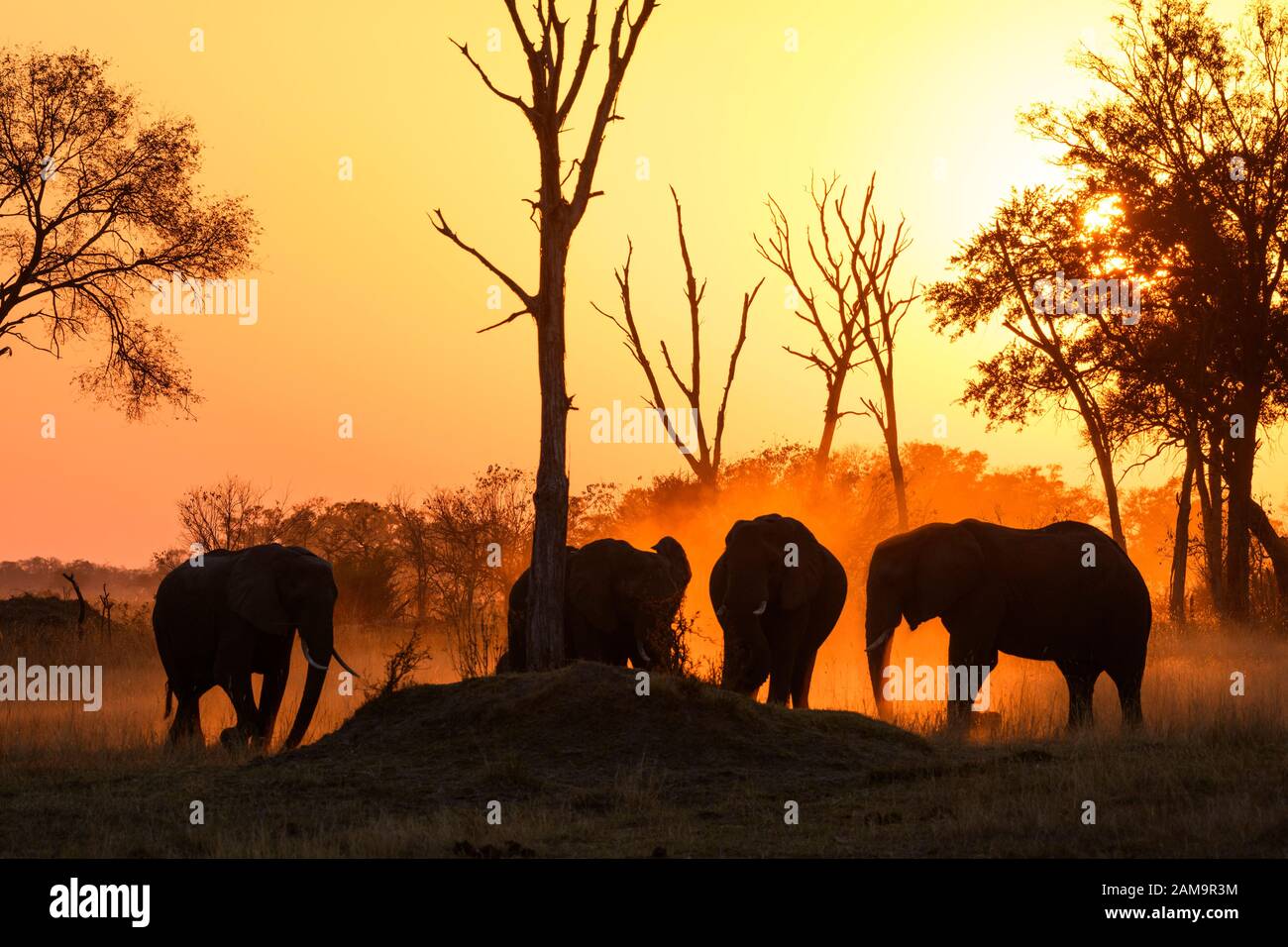Éléphant D'Afrique, Loxodonta Africana, Au Coucher Du Soleil, Réserve Privée De Khwai, Delta D'Okavango, Botswana Banque D'Images