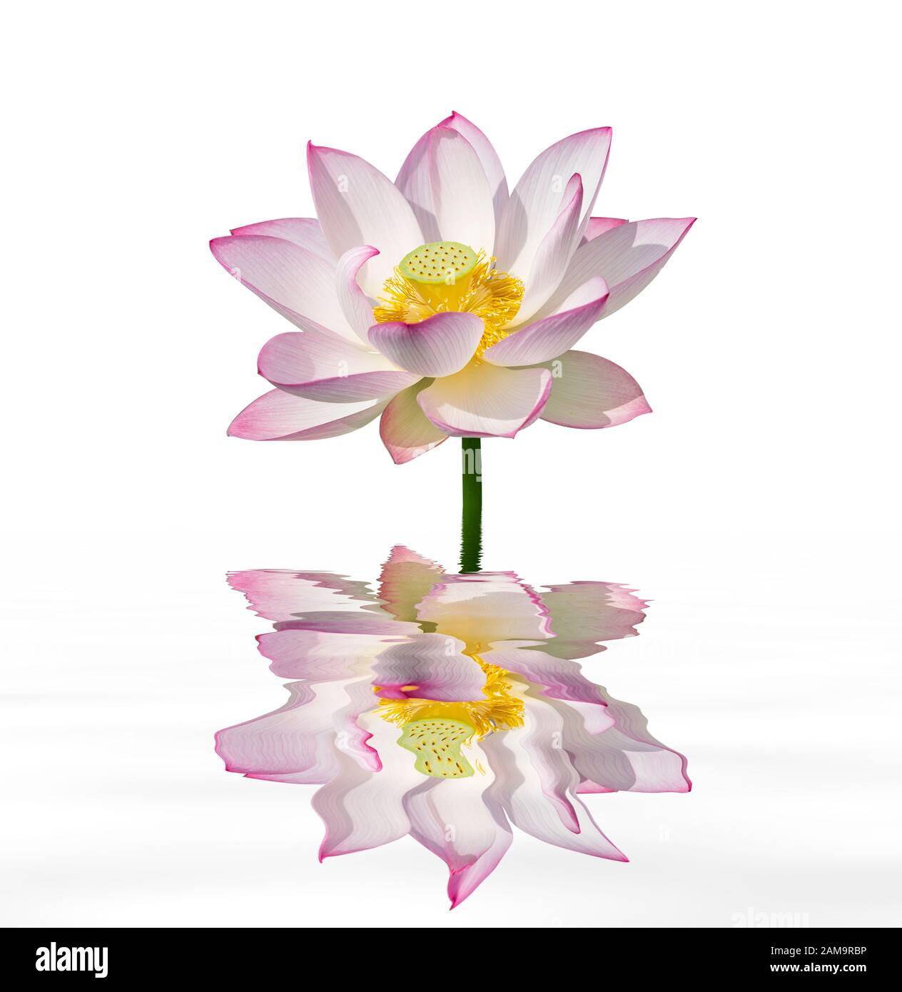 lotus avec réflexion de l'eau isolée sur fond blanc. Banque D'Images