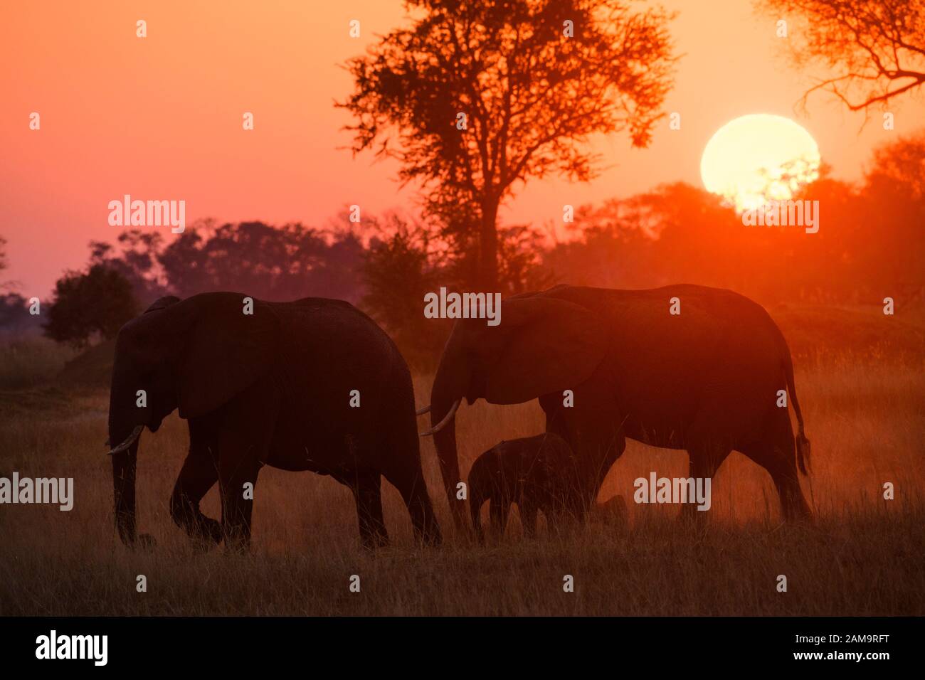 Éléphant d'Afrique, Loxodonta africana, mère et veau au coucher du soleil, Réserve privée de Khwai, Delta d'Okavango, Botswana Banque D'Images