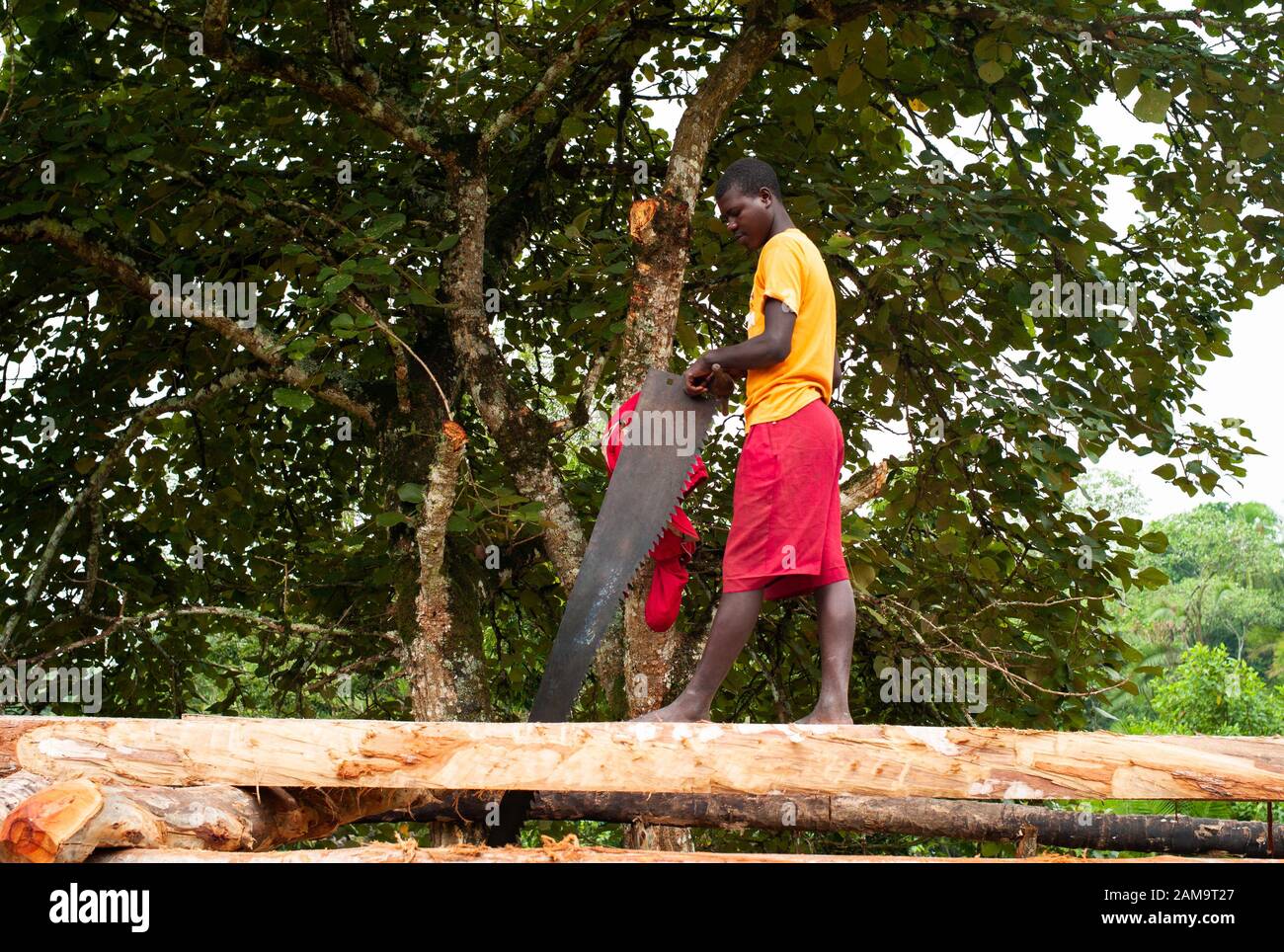 Rural Ouganda, 21 juillet 2011: Un travailleur local de la construction noire utilisant un grand manuel vu pour couper le bois près de Kibale National Park, Ouganda, Afrique. Banque D'Images