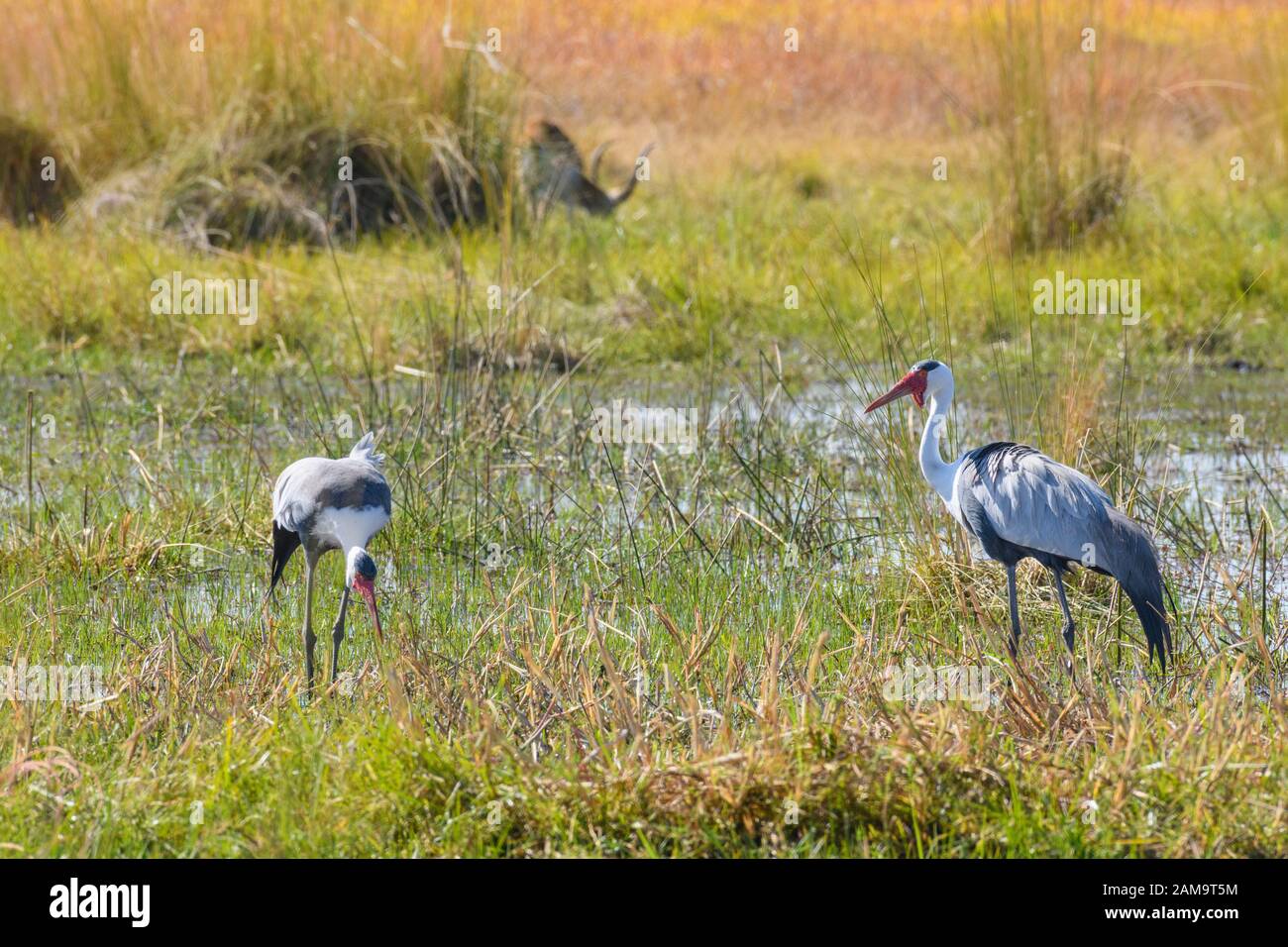 Paire de grues à Wattled, Bugeranus carunculatus ou Grus carunculata, Réserve privée de Khwai, Delta d'Okavango, Botswana Banque D'Images