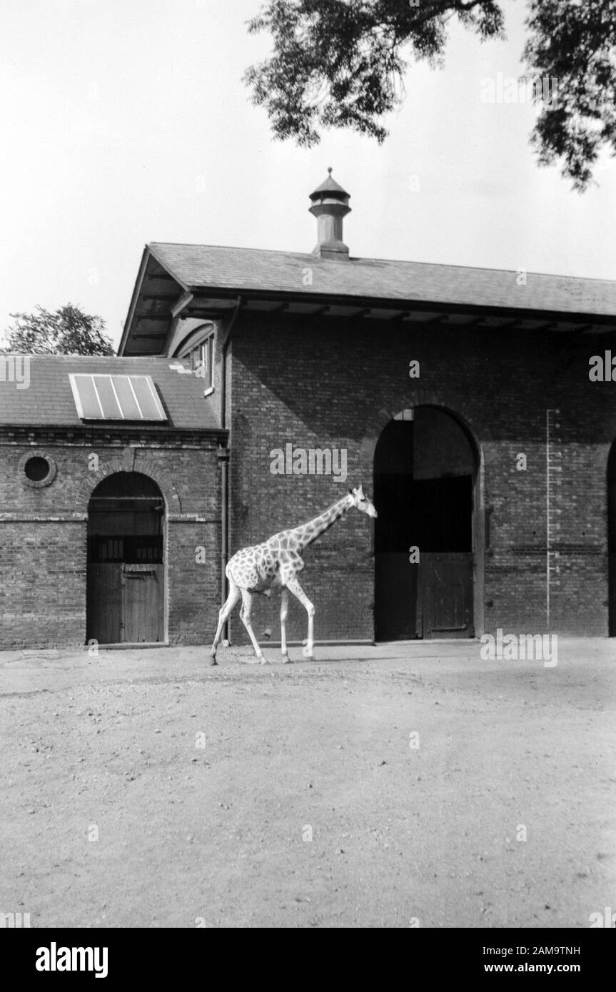 Image archivée de Giraffe House au zoo de Londres dans les années 1920. Numériser directement à partir de la vitre négative. Banque D'Images