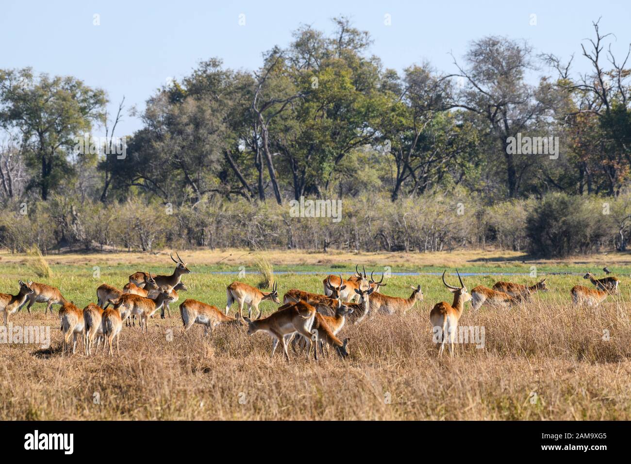 Red Lechwe, Kobus Leche, Réserve Privée De Khwai, Delta D'Okavango, Botswana. Également connu sous le nom de Southern Lechwe Banque D'Images
