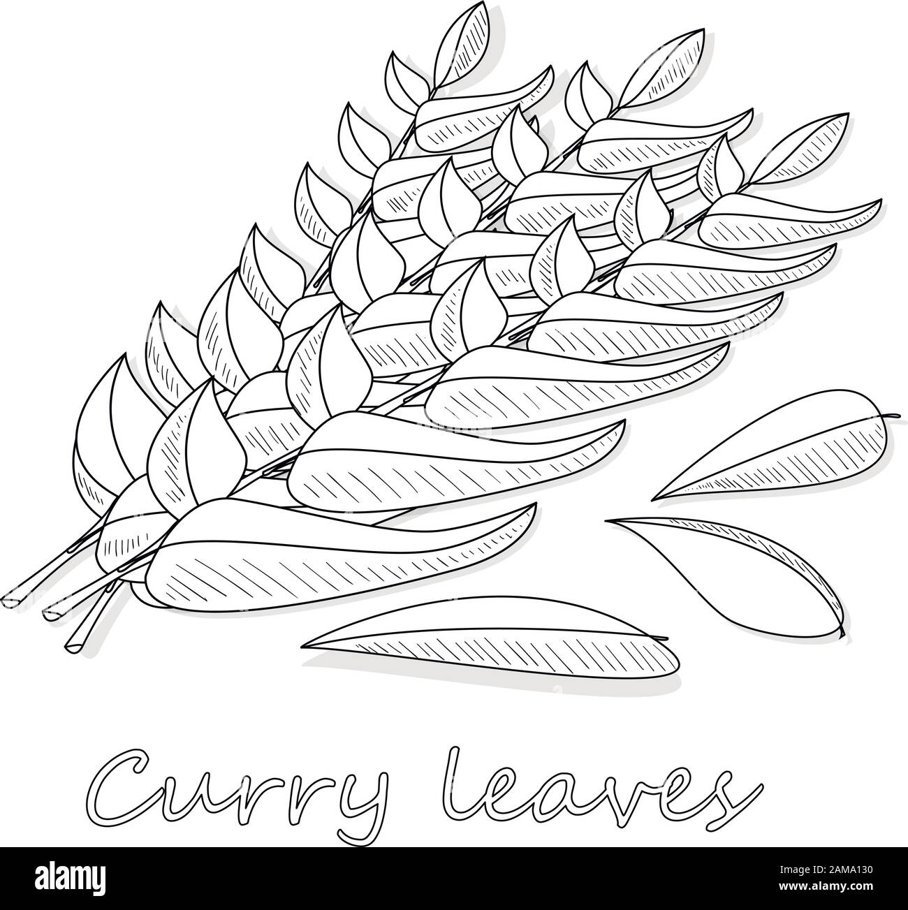 Collection d'herbes et d'épices feuilles de curry - illustration vectorielle. Illustration de Vecteur