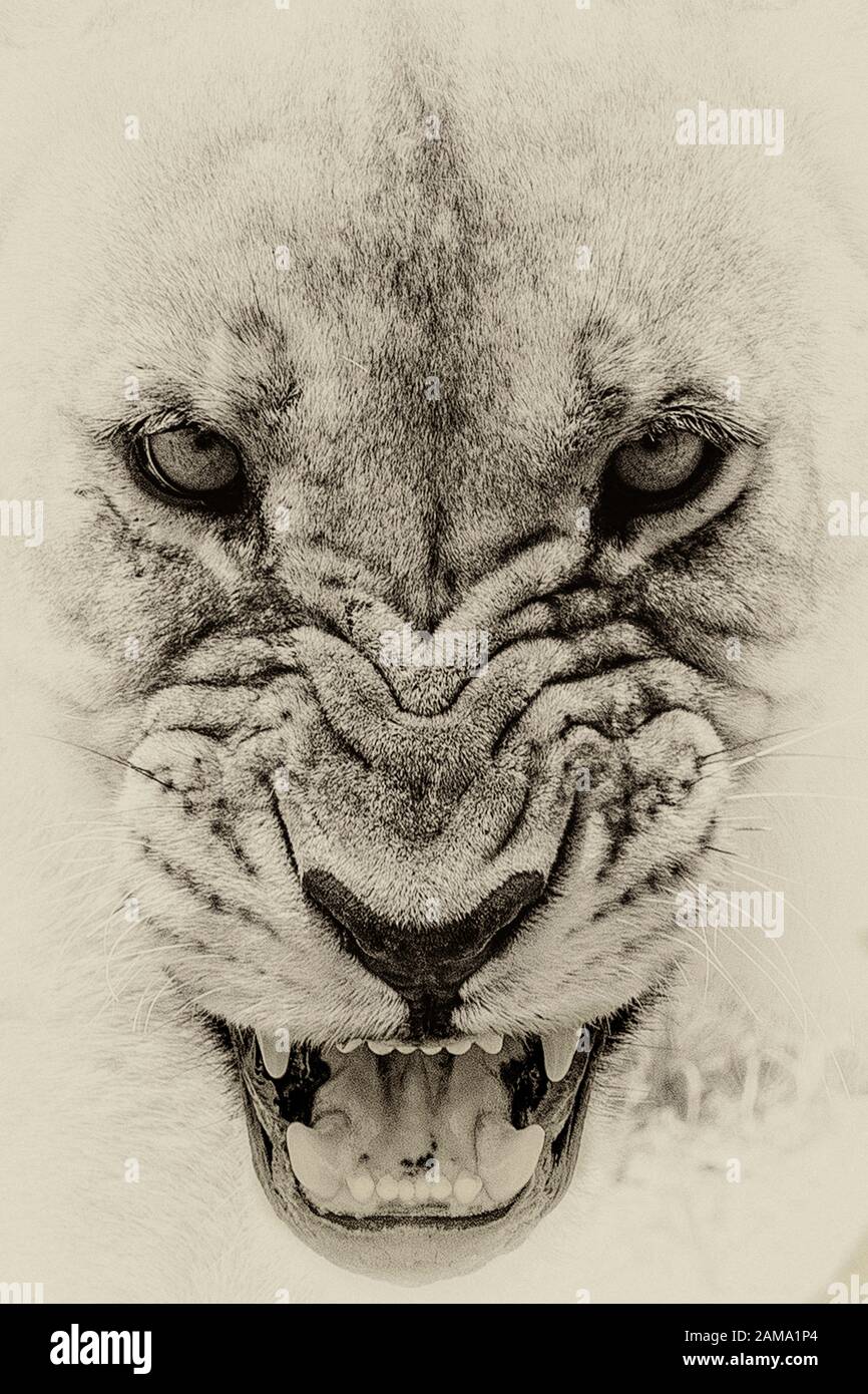 Gros plan sur le visage d'un lion en colère qui neige Banque D'Images