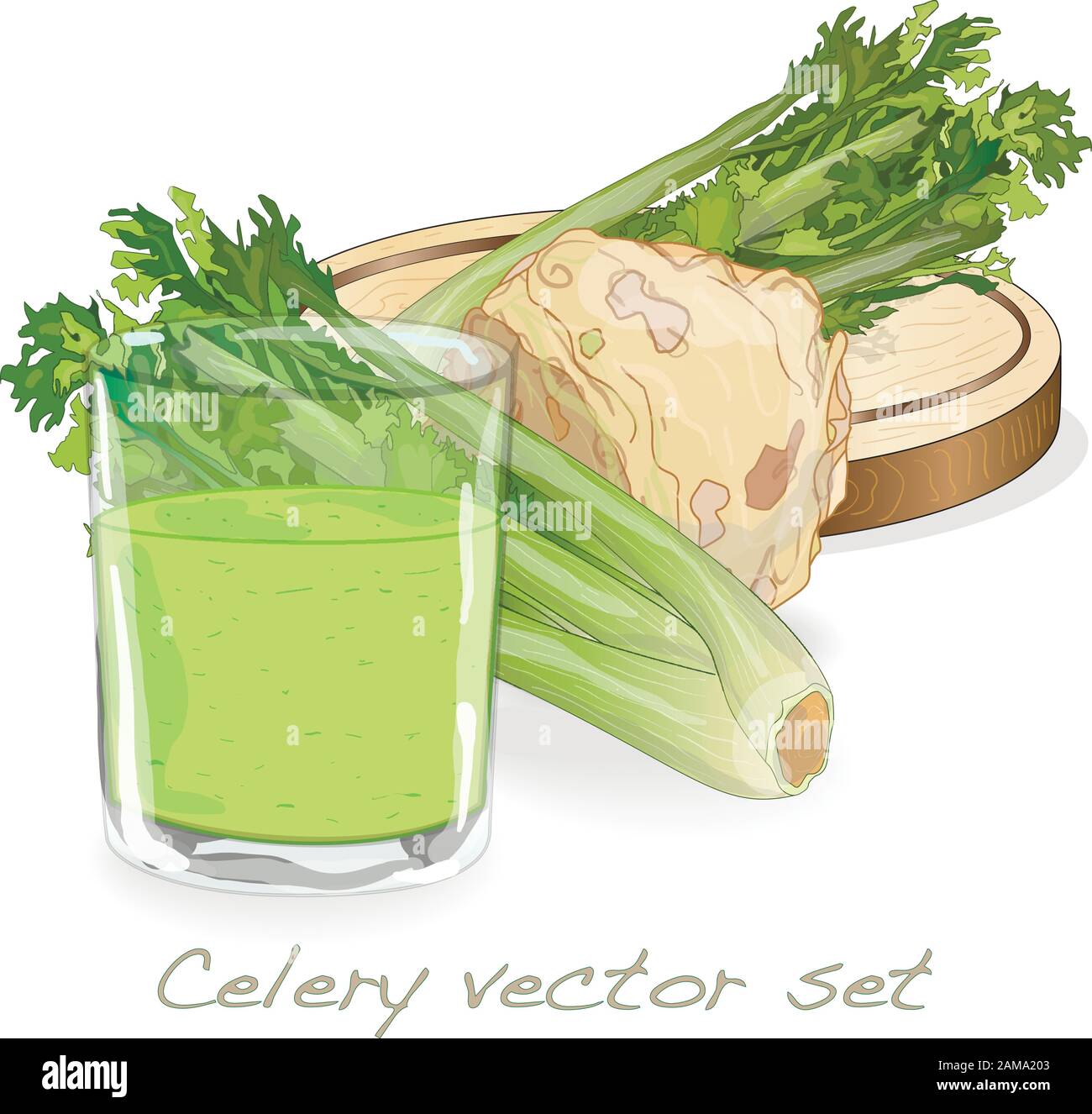 Illustration du céleri sur fond blanc. Image vectorielle. Illustration de Vecteur