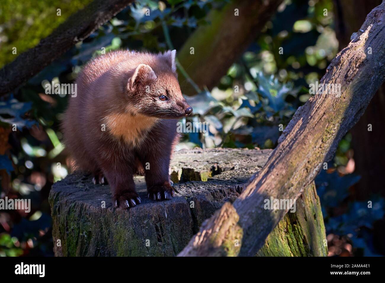 Marten Européen Du Pin (Marten Marten) Sur Un Tronc D'Arbre Banque D'Images