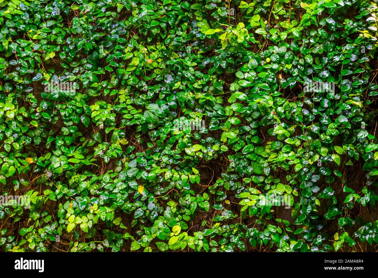 Plante de figue qui pousse sur un mur, spénie de plante d'escalade tropicale, Vines avec beaucoup de feuilles vertes, fond de la nature Banque D'Images