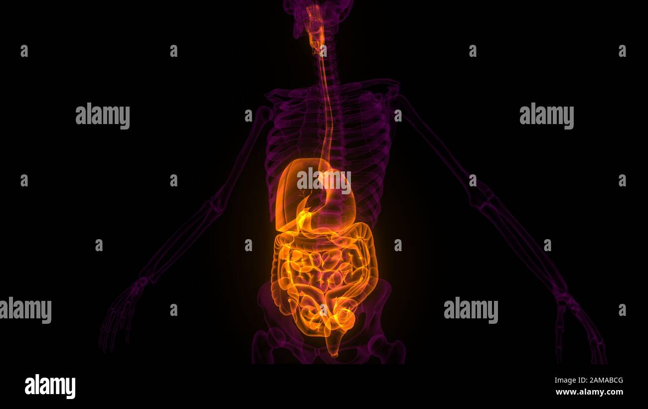 Organes internes humains système digestif Anatomie. 3D Banque D'Images
