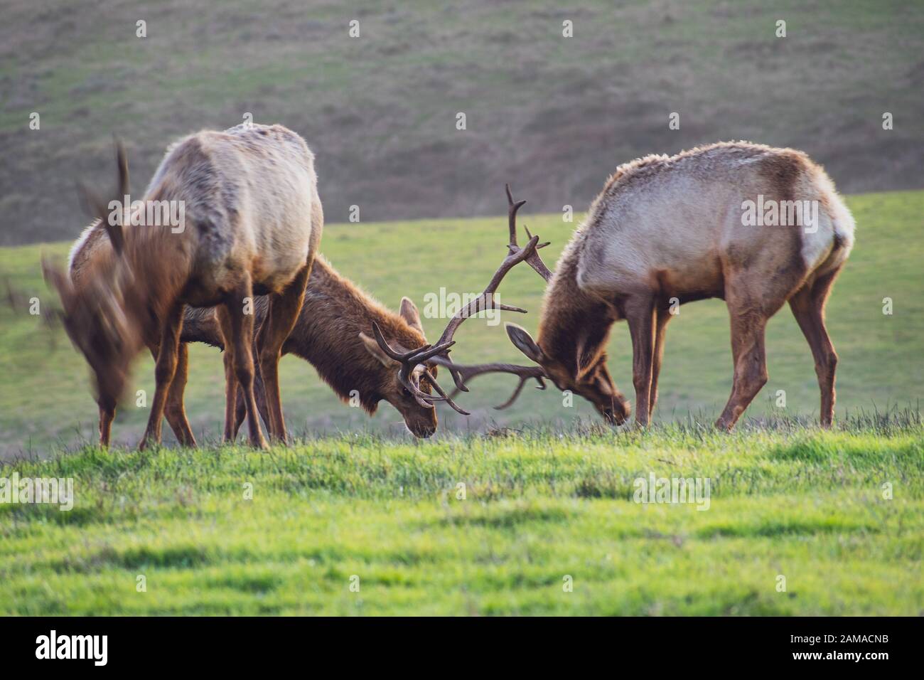 Deux mâles de Tule elk (Cervus canadensis nannodes) bloquant les cornes sur les prairies du littoral national de point Reyes, littoral de l'océan Pacifique, Californie; Banque D'Images