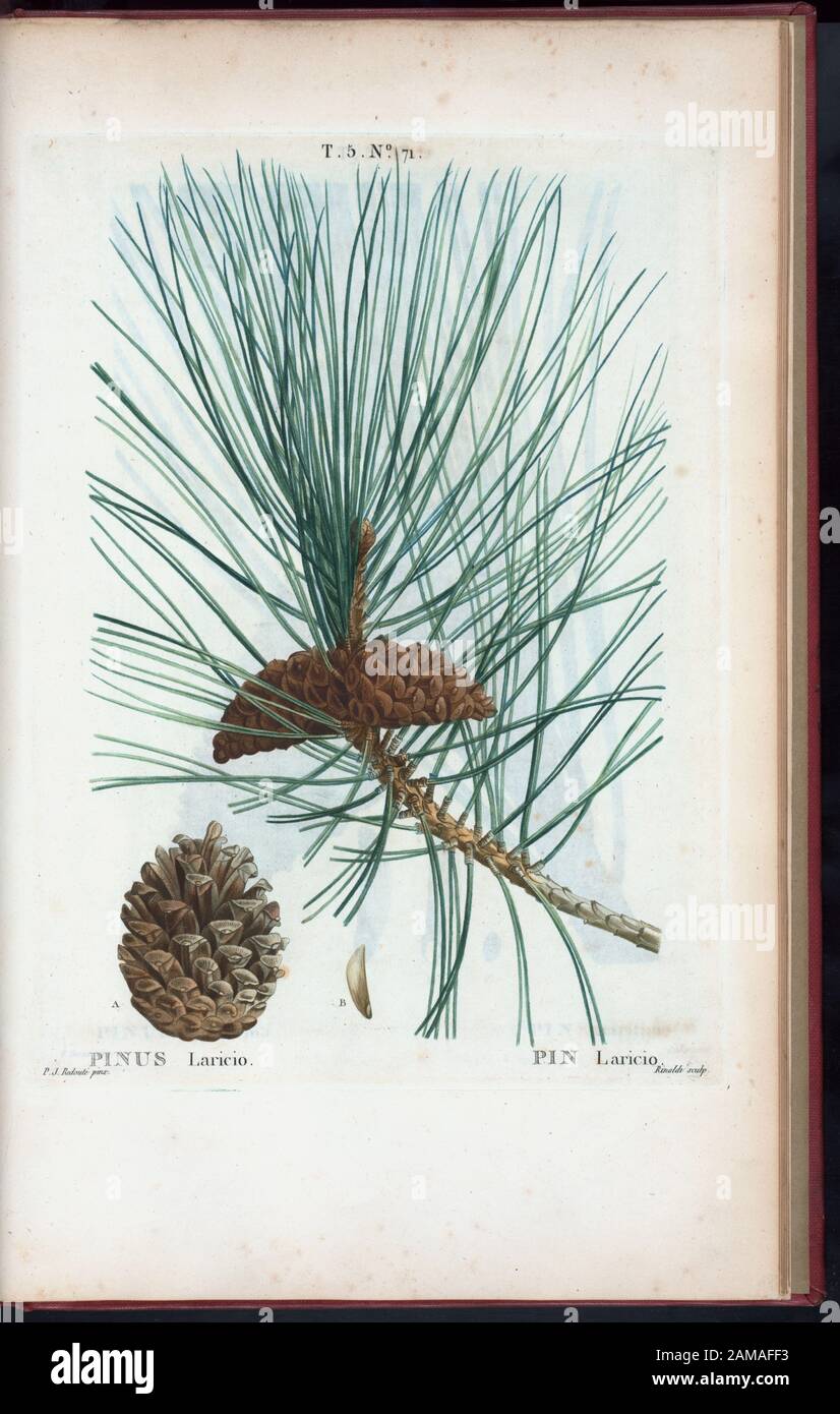 Pinus laricio - PIN laricio (PIN noir) 'prodigé par Mm. Veillard, Jaume-Saint-Hilaire, Mirbel, Poiret et continuâe par M. Loiseleur-Deslongchamps.' Vol. 1 a engr. T.P. et demi-titre. Le vol. 2 a une déclaration d'édition: Nouv. A ed., augm. De plus de moitie pour le nombre d'espaces ... avec des figures d'aprés les dessins de P.-J. Reouté ... 2-5 ont imprimé: Paris : Michel. 5 a titre: Nouveau Duhamel, ou, sécurité des arbres et arbustes que l'on cultive en France / digné par G.-L.-A. Loiseleur Deslongchamps, avec les chiffres d'après les dessins de MM. P.-J. Rebouté et P. Bessa Banque D'Images