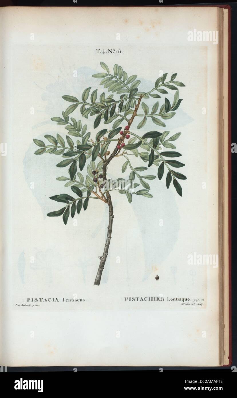 Pistacia lentilles - Pistachier lentille (mastière méditerranéenne qui porte du pistache) 'creusé par Mm. Veillard, Jaume-Saint-Hilaire, Mirbel, Poiret et continuâe par M. Loiseleur-Deslongchamps.' Vol. 1 a engr. T.P. et demi-titre. Le vol. 2 a une déclaration d'édition: Nouv. A ed., augm. De plus de moitie pour le nombre d'espaces ... avec des figures d'aprés les dessins de P.-J. Reouté ... 2-5 ont imprimé: Paris : Michel. 5 a titre: Nouveau Duhamel, ou, sécurité des arbres et arbustes que l'on cultive en France / digné par G.-L.-A. Loiseleur Deslongchamps, avec les chiffres d Banque D'Images