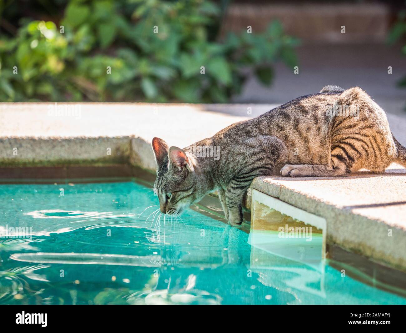 Cat sur la piscine avec de l'eau bleu. Maison de l'arrière-plan. Concept des vacances de détente. Le Sénégal. L'Afrique. Banque D'Images