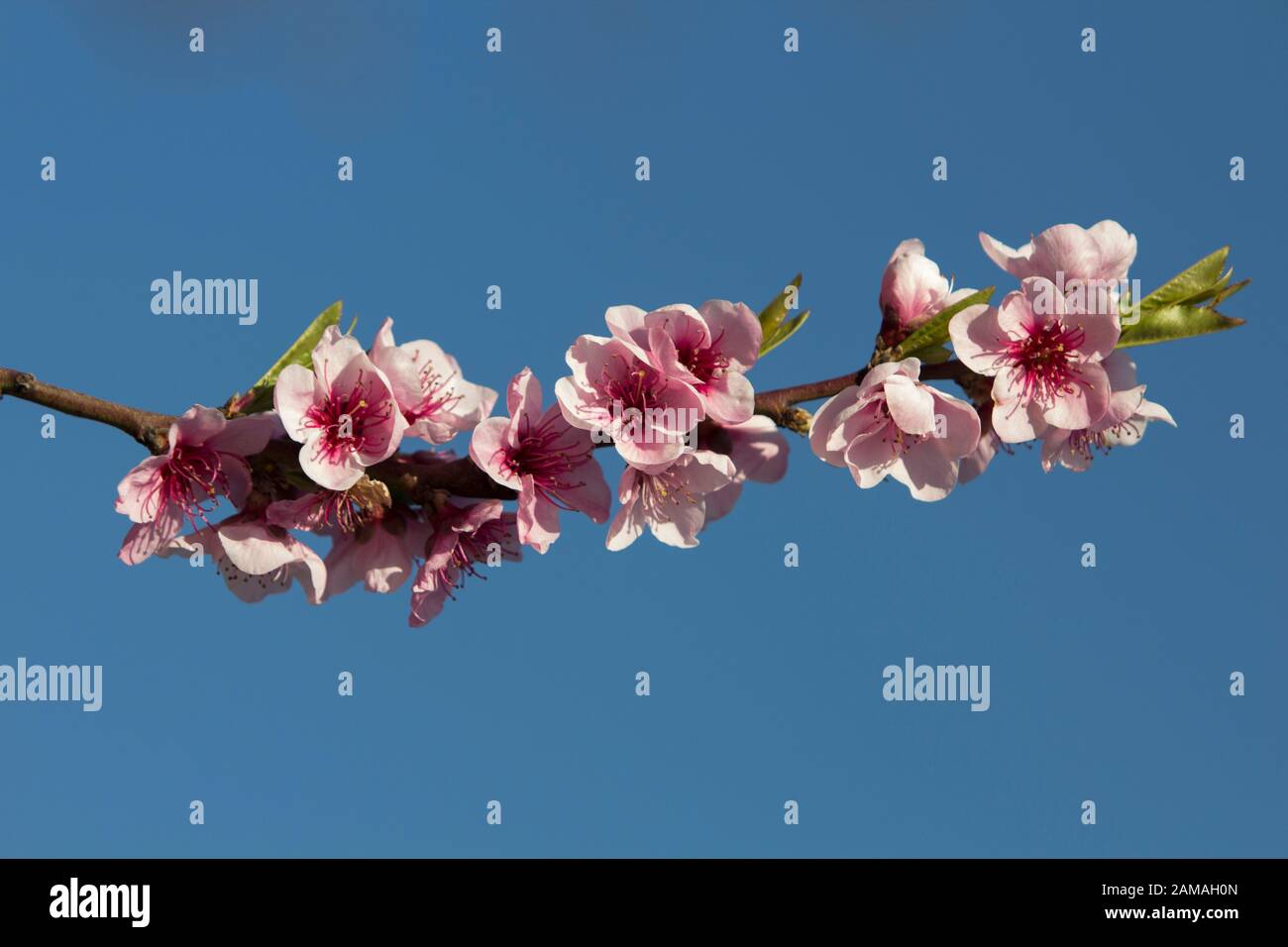 Gros plan sur une branche isolée de fleurs de prune roses, alignées horizontalement sur l'image, avec un fond bleu clair. Banque D'Images Gros plan sur une branche isolée de fleurs de prune roses, alignées horizontalement sur l'image, avec un fond bleu clair. Banque D'Images