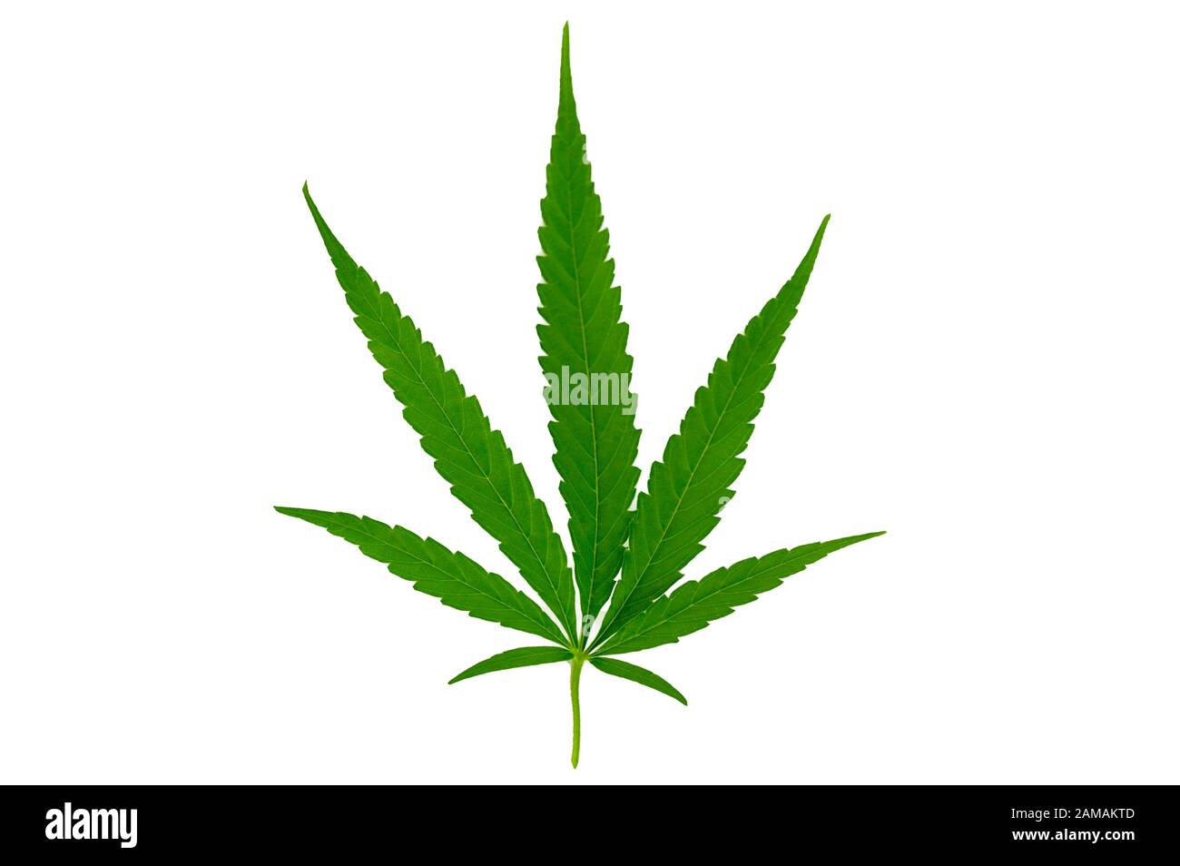 Feuilles de cannabis Hémp Isoler fond blanc Banque D'Images