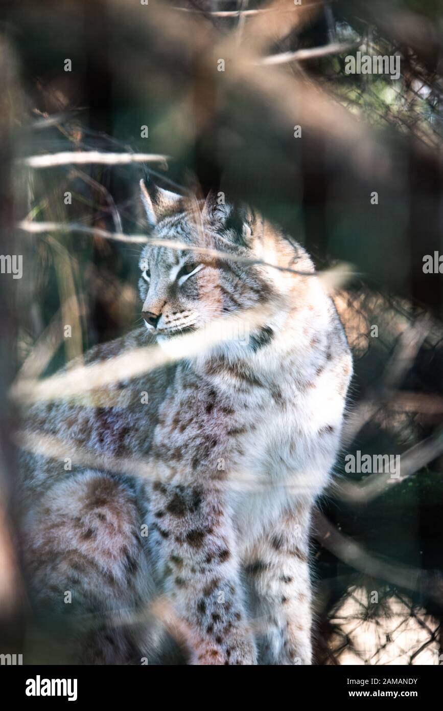 Léopard, grand chat tacheté licking paw ferme l'animal de lynx Banque D'Images