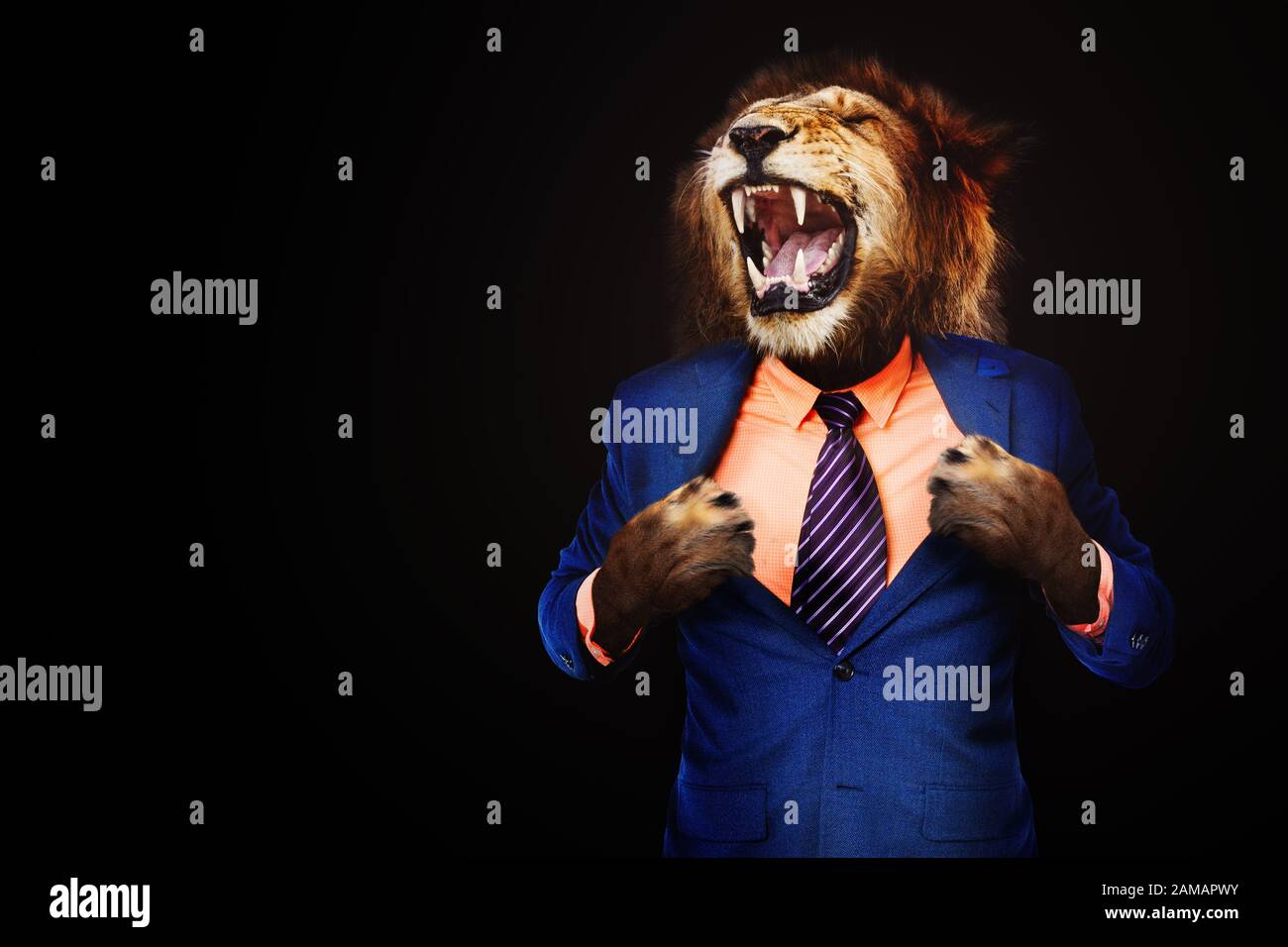 Homme d'affaires en colère dans un costume face à un lion furieux sur fond noir foncé Banque D'Images