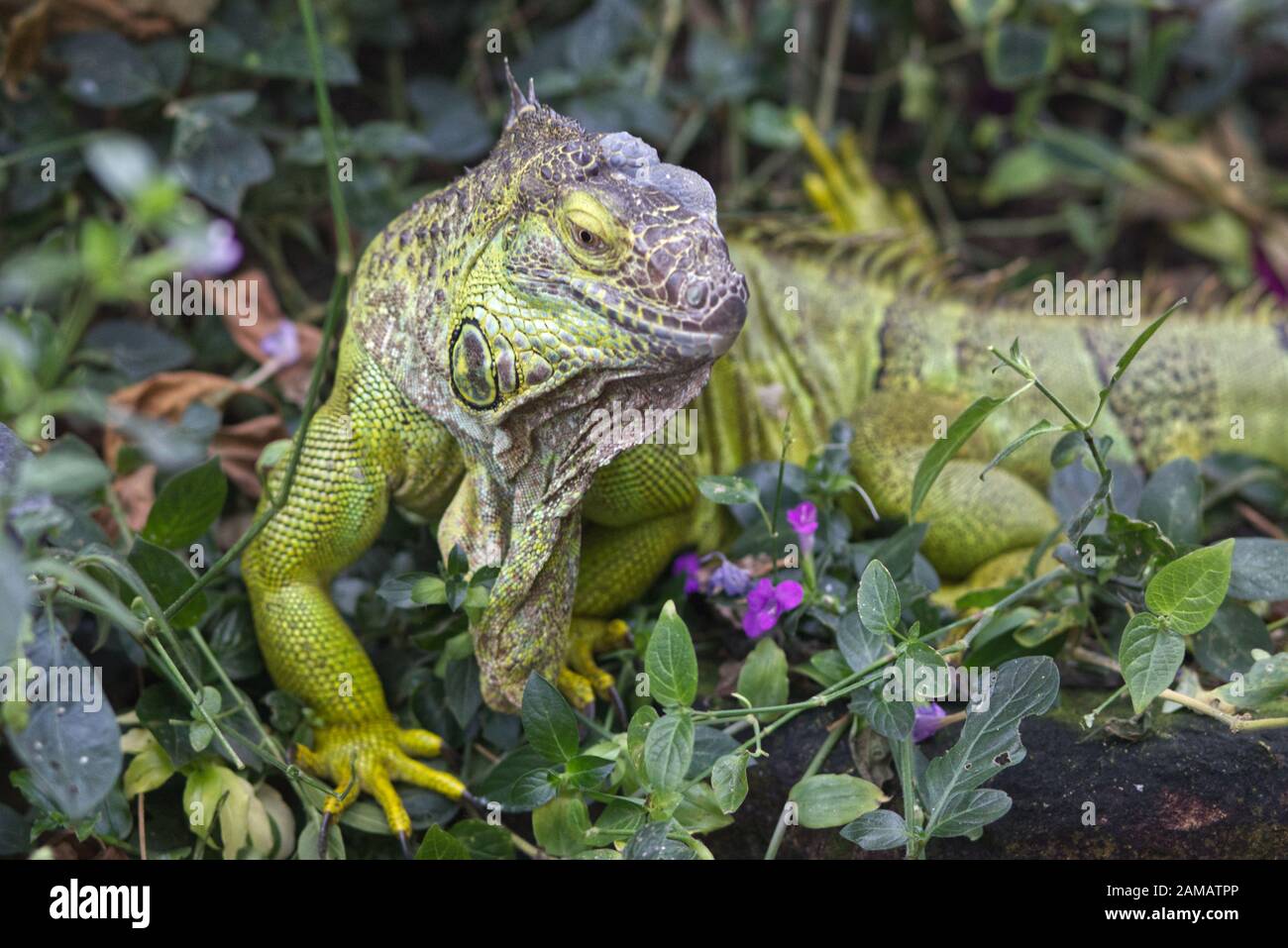 Grande femelle Iguana Banque D'Images