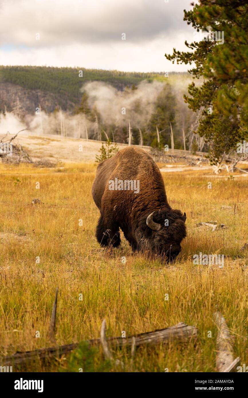 Grasende Bisons Im Yellowstone Nationalpark Banque D'Images