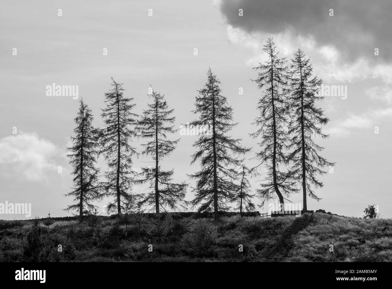 Image en noir et blanc d'un stand de sept arbres contre la lumière avec peu de nuage et ciel clair Banque D'Images