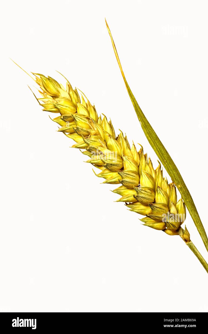 Gros plan sur le blé mûr jaune doré Banque D'Images