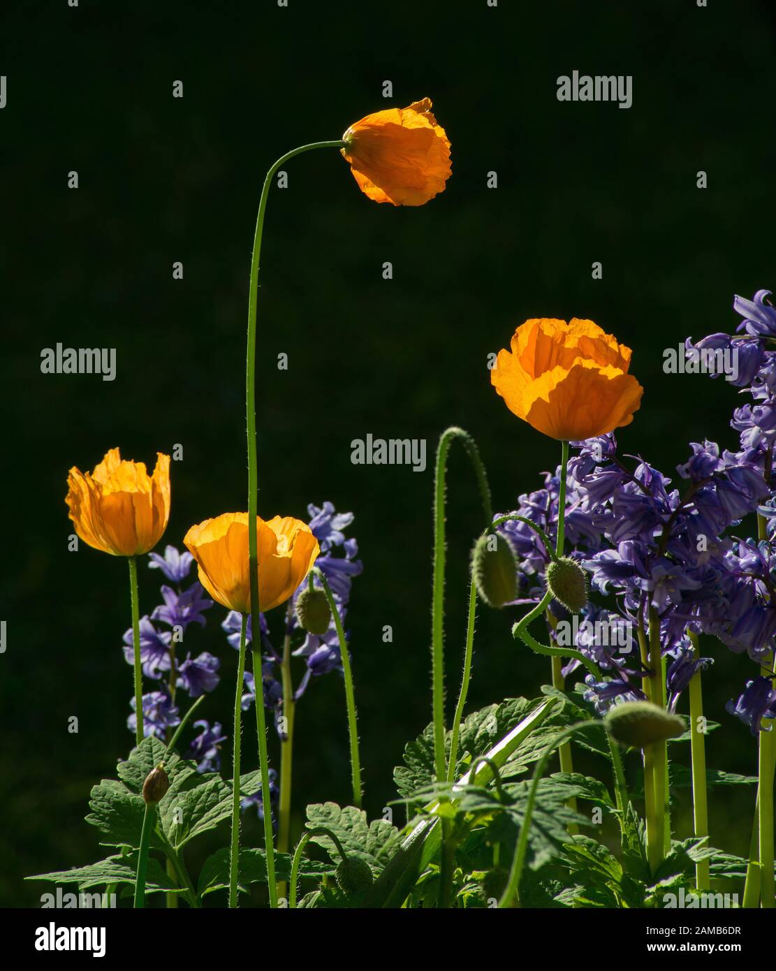 Stand de coquelicots et de bluebells gallois debout sur un fond sombre Banque D'Images