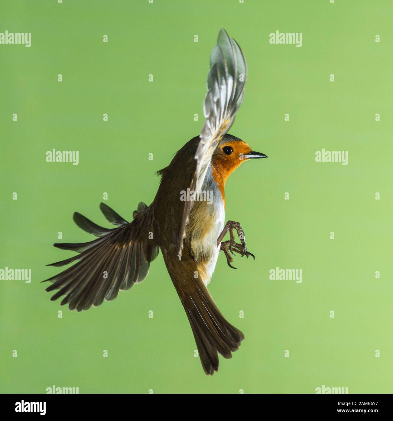 Un Robin (Erithacus rubecula) photographié à l'aide d'un flash à grande vitesse en vol libre au Royaume-Uni Banque D'Images