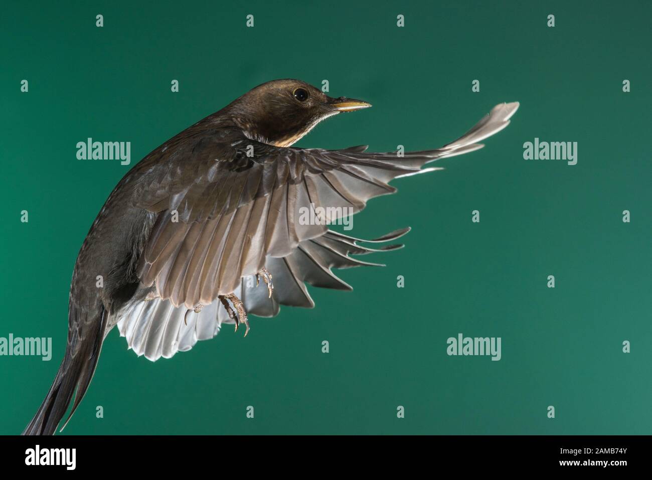 Une femme Blackbird (Turdus merula) photographiée à l'aide d'un flash à grande vitesse en vol libre au Royaume-Uni Banque D'Images