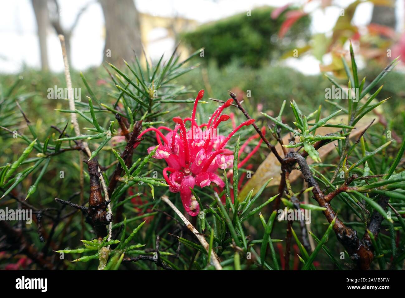 Rosmarin-Silbereiche (Grevillea Rosmarinifolia) Im Garten Antonio Borges, Ponta Delgada, Sao Miguel, Azoren, Portugal Banque D'Images Rosmarin-Silbereiche (Grevillea Rosmarinifolia) Im Garten Antonio Borges, Ponta Delgada, Sao Miguel, Azoren, Portugal Banque D'Images