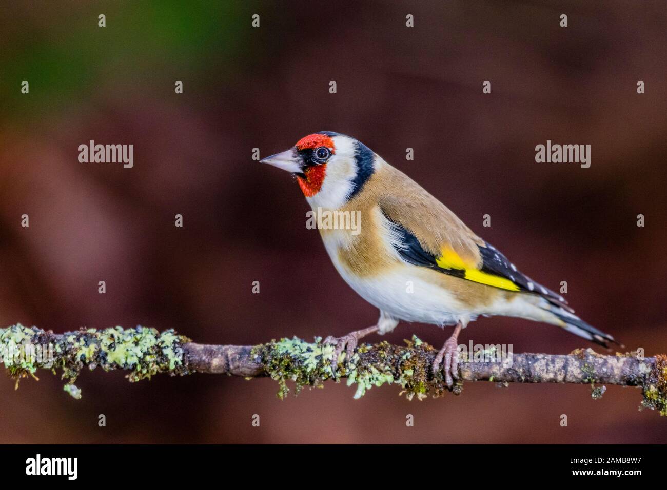 Un chardonneret en hiver en Pays de Galles Banque D'Images