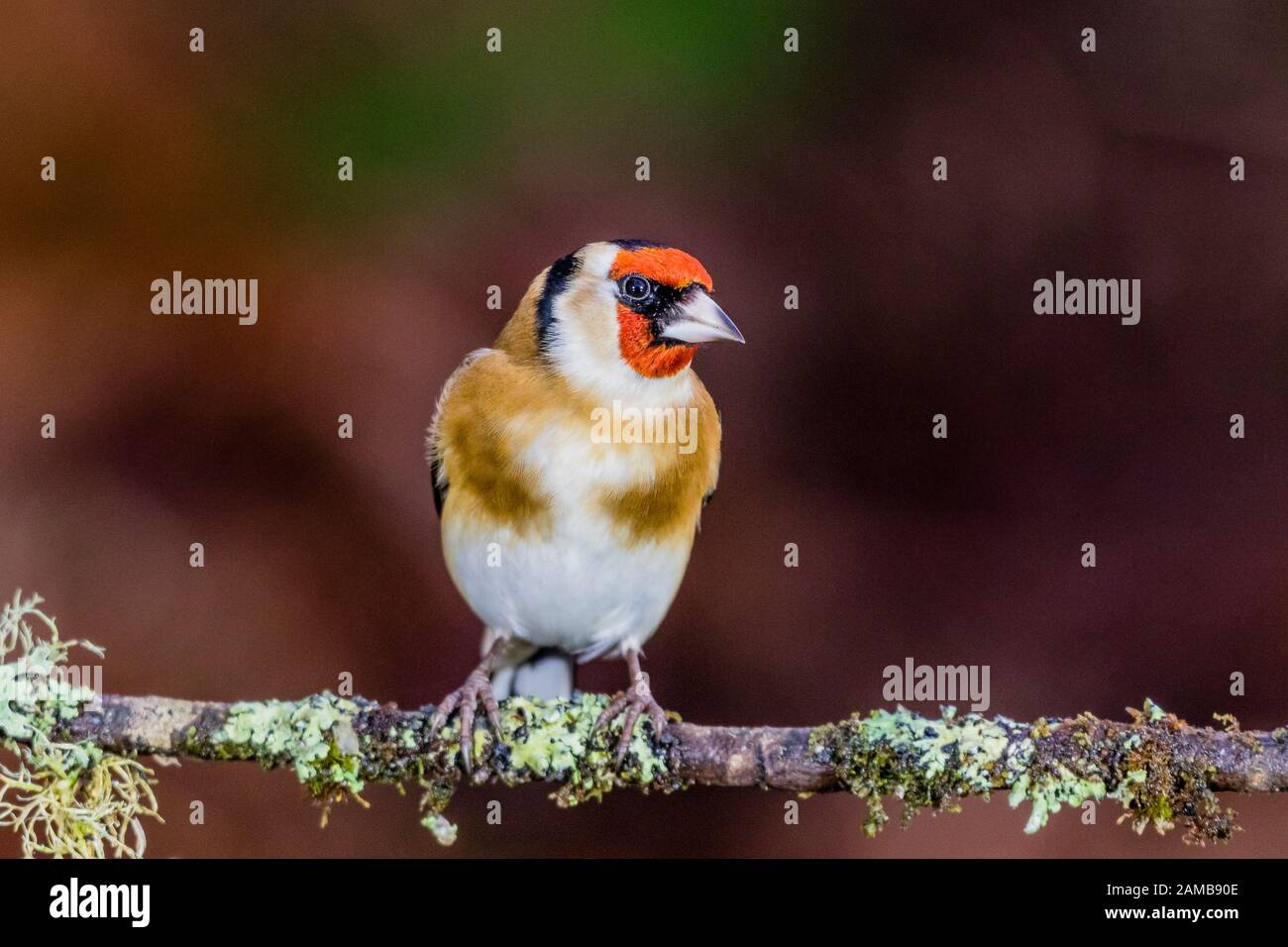 Un chardonneret en hiver en Pays de Galles Banque D'Images