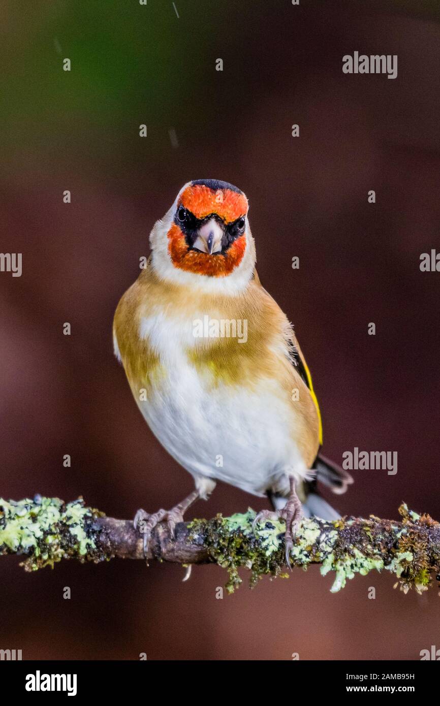 Un chardonneret en hiver en Pays de Galles Banque D'Images
