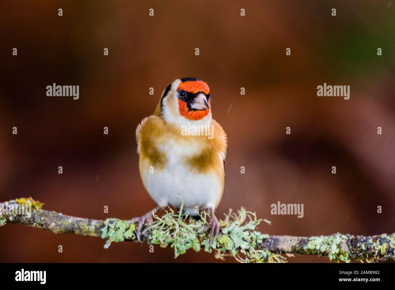 Un chardonneret en hiver en Pays de Galles Banque D'Images