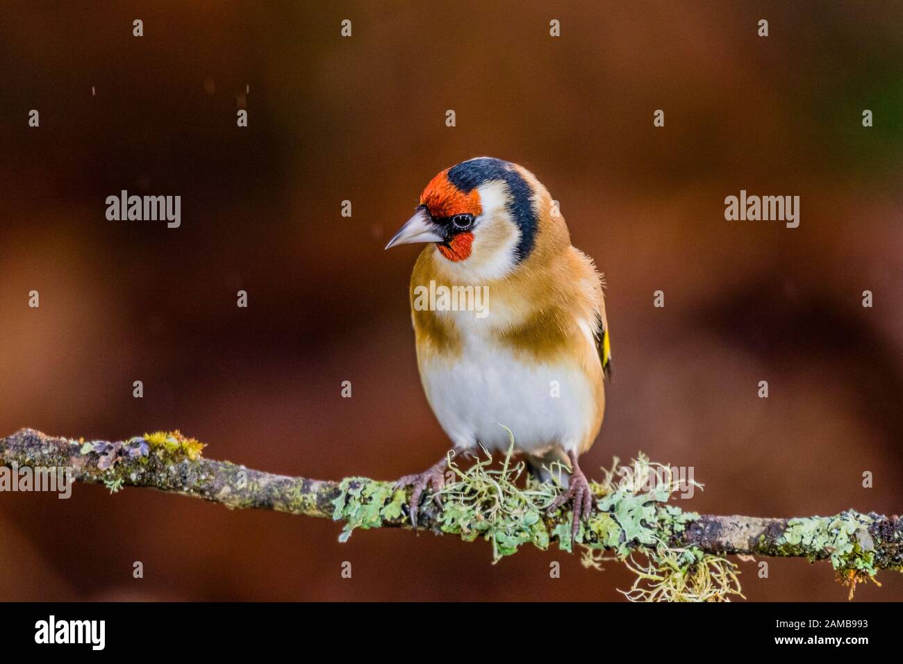 Un chardonneret en hiver en Pays de Galles Banque D'Images