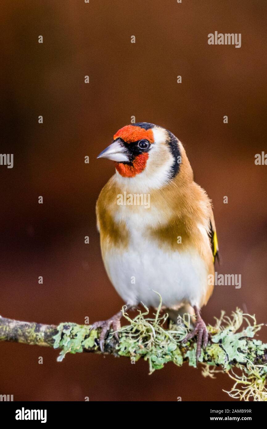 Un chardonneret en hiver en Pays de Galles Banque D'Images