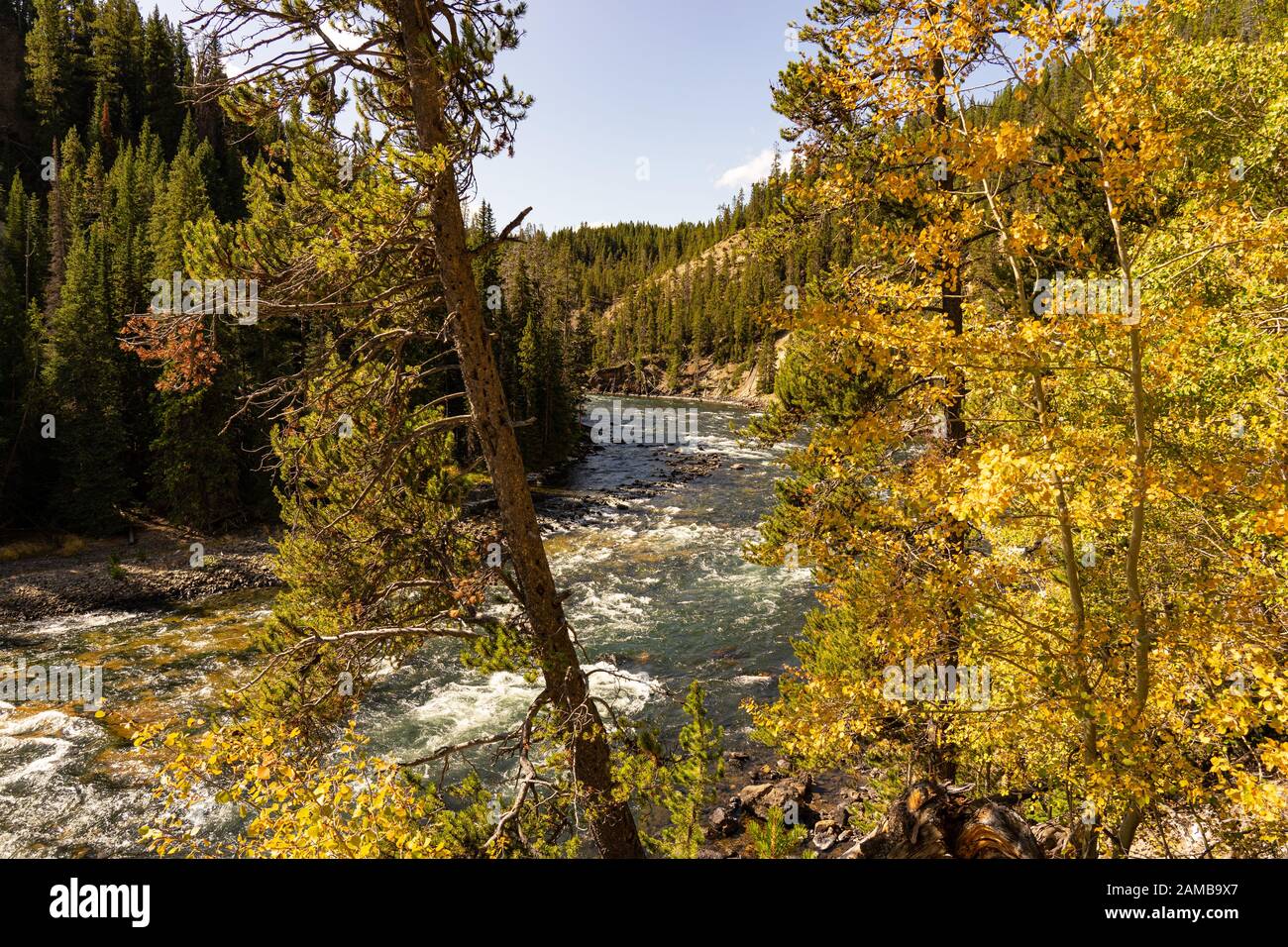 Blick auf den Yellowstone River mit Bäumen und Wald Banque D'Images