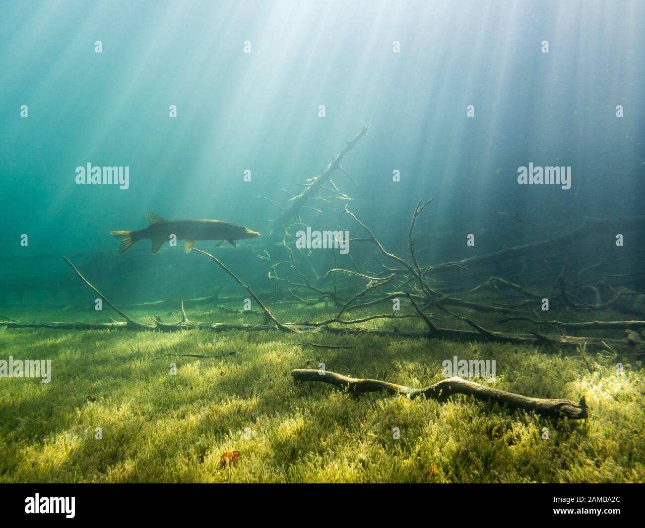 Le grand brochet dans les paysages sous-marins avec des rayons de soleil et arbres en contrebas Banque D'Images