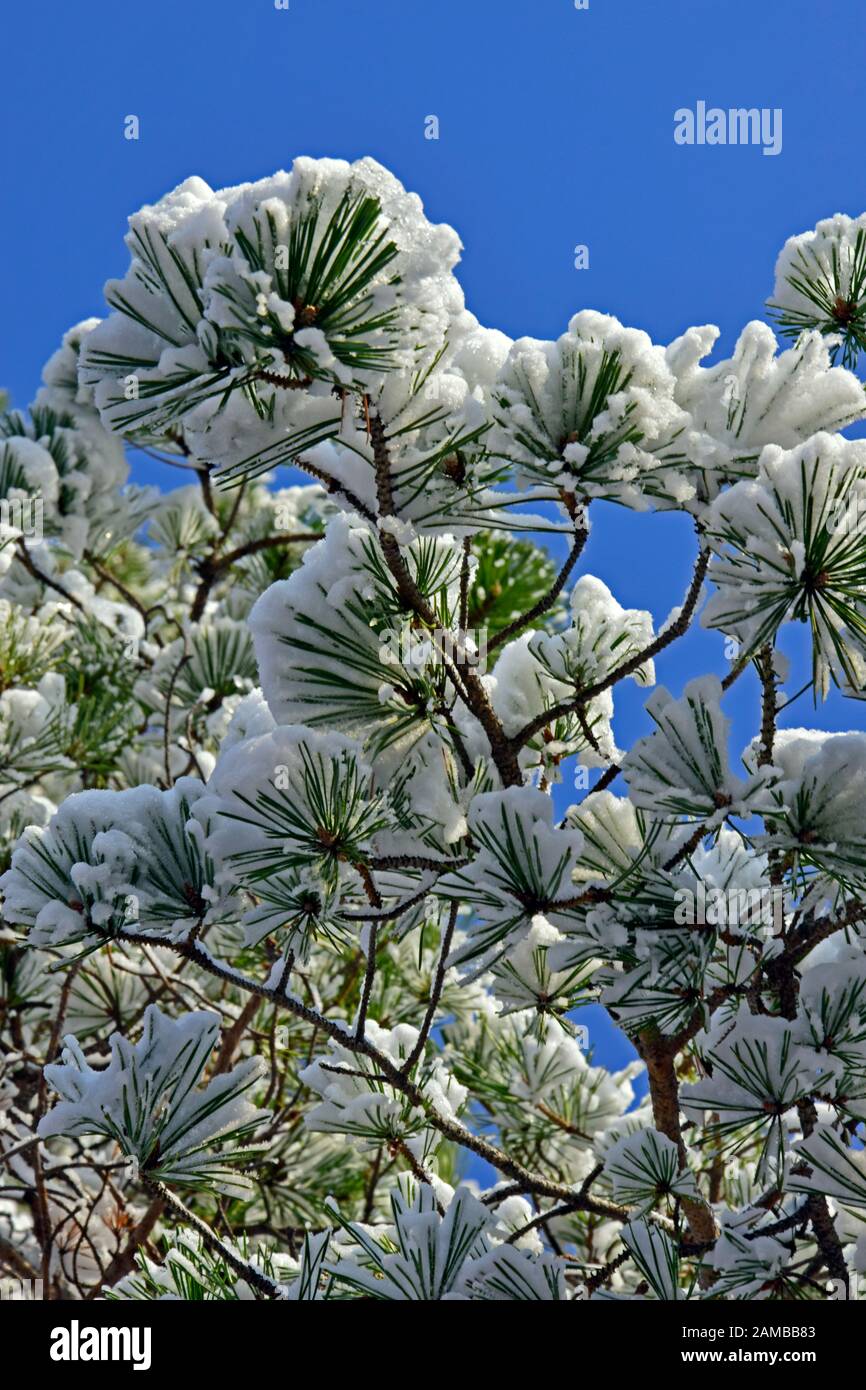 Vue rapprochée sur une branche de pin à feuilles persistantes sont couverts par la neige et le gel. Le soleil crée glitter sur les cristaux de glace. Banque D'Images