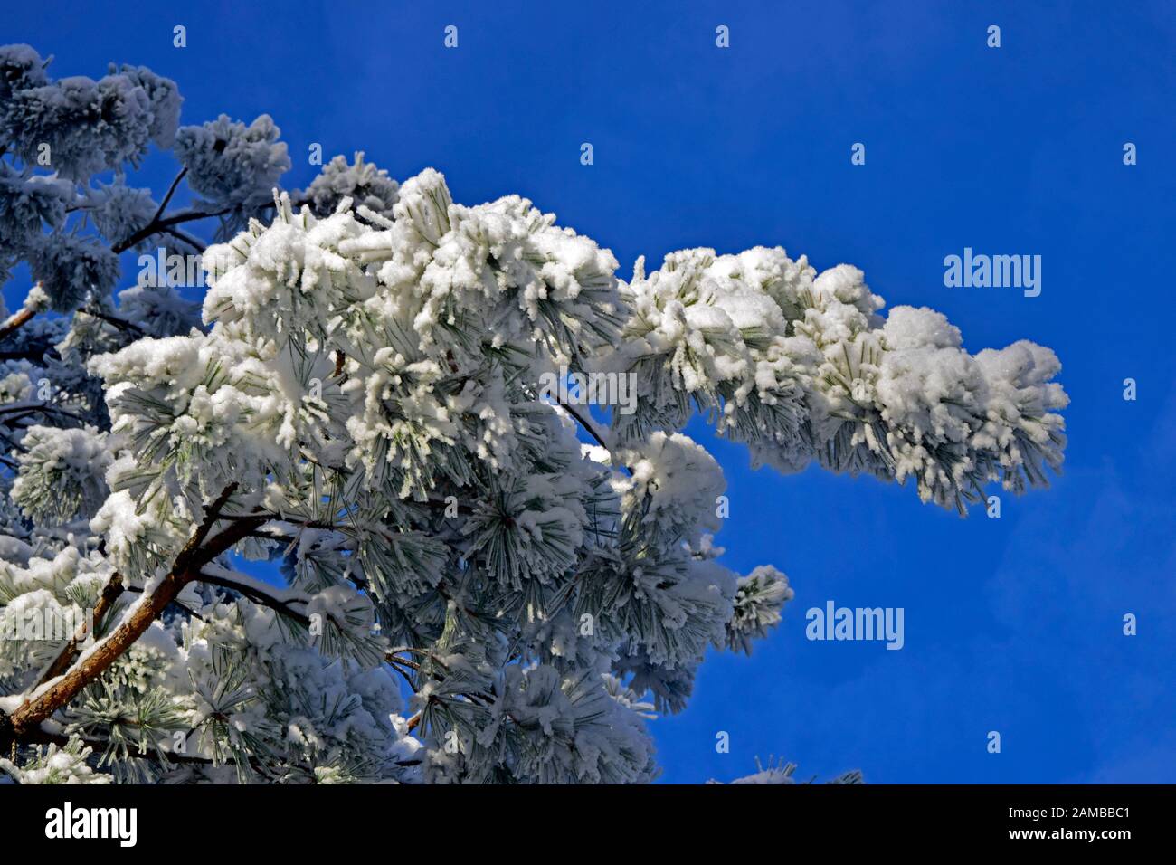 Manteau de neige glacée sur le pin sylvestre avec fond de ciel bleu. Banque D'Images