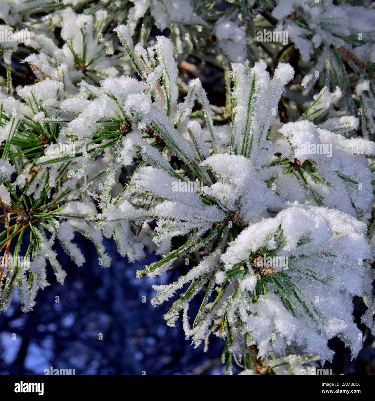 Le pin sylvestre, la direction des aiguilles d'evergreen étant couverts par la neige étincelante et le gel. Banque D'Images