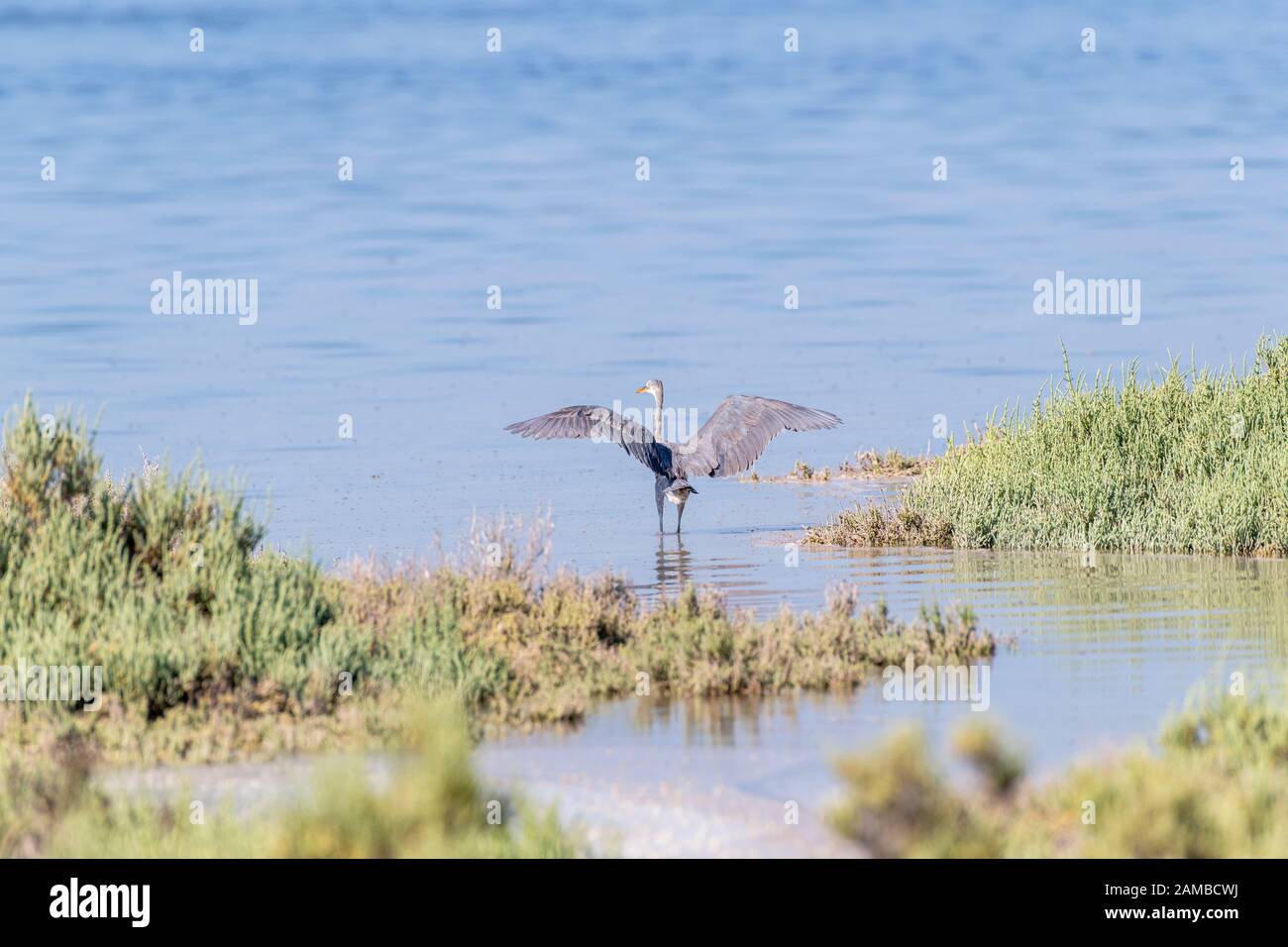 Grand héron bleu avec ses ailes déployées debout dans les eaux d'une mangrove Banque D'Images