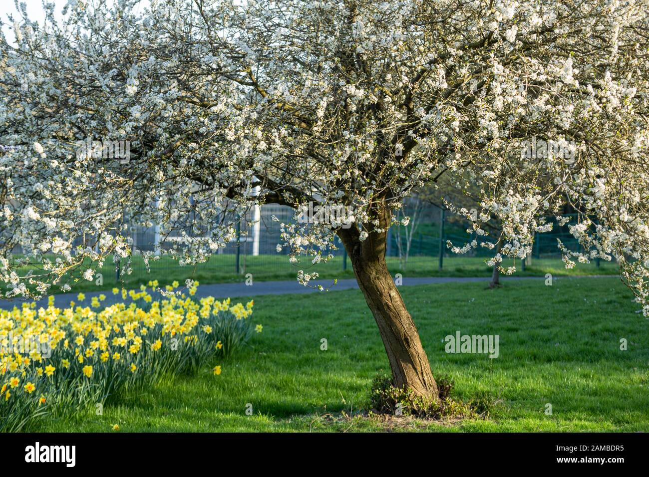 Cerisier fleuri et fleurs de Daffodil au printemps au Royaume-Uni Banque D'Images