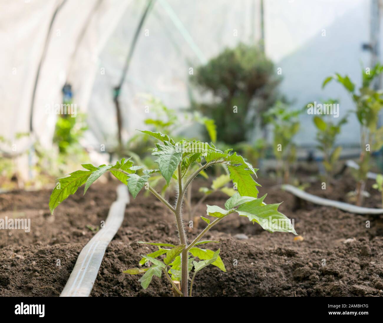 Gros plan photo de la plante de tomate cultivée en serre avec des lignes d'arrosage disposées le long des rangées de tomates. Banque D'Images