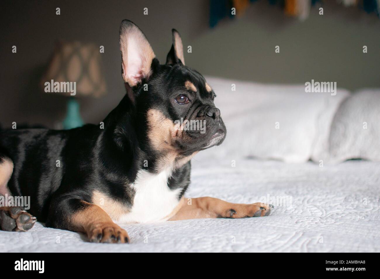 Frenchie chiot Banque D'Images