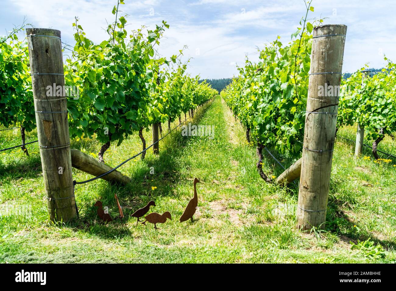 Vignoble De Moy Hall, Martinborough, Wairarapa, Nouvelle-Zélande Banque D'Images