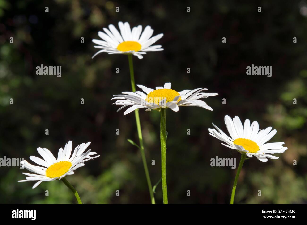 Belles fleurs de printemps. Photographie de lumière naturelle de Leucanthemum vulgare, communément connue sous le nom de Marguerite à œnox, Marguerite à œnox, Marguerite à chien. Banque D'Images